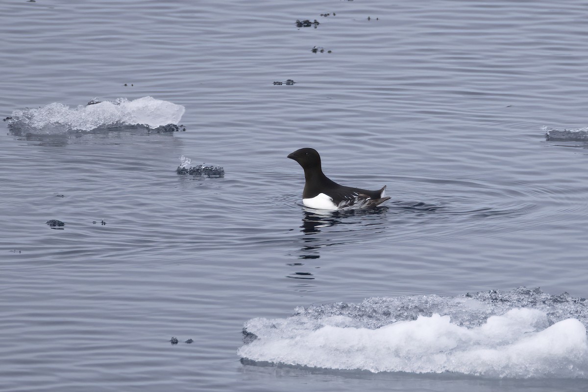 אלקה גמדית - ML646252462