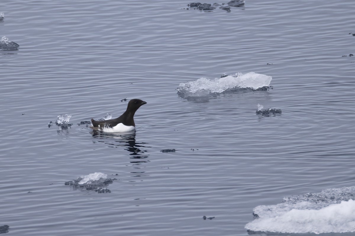 אלקה גמדית - ML646252463