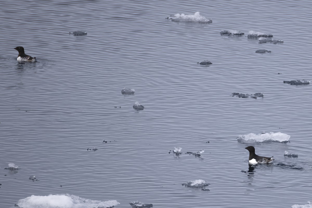 אלקה גמדית - ML646252465