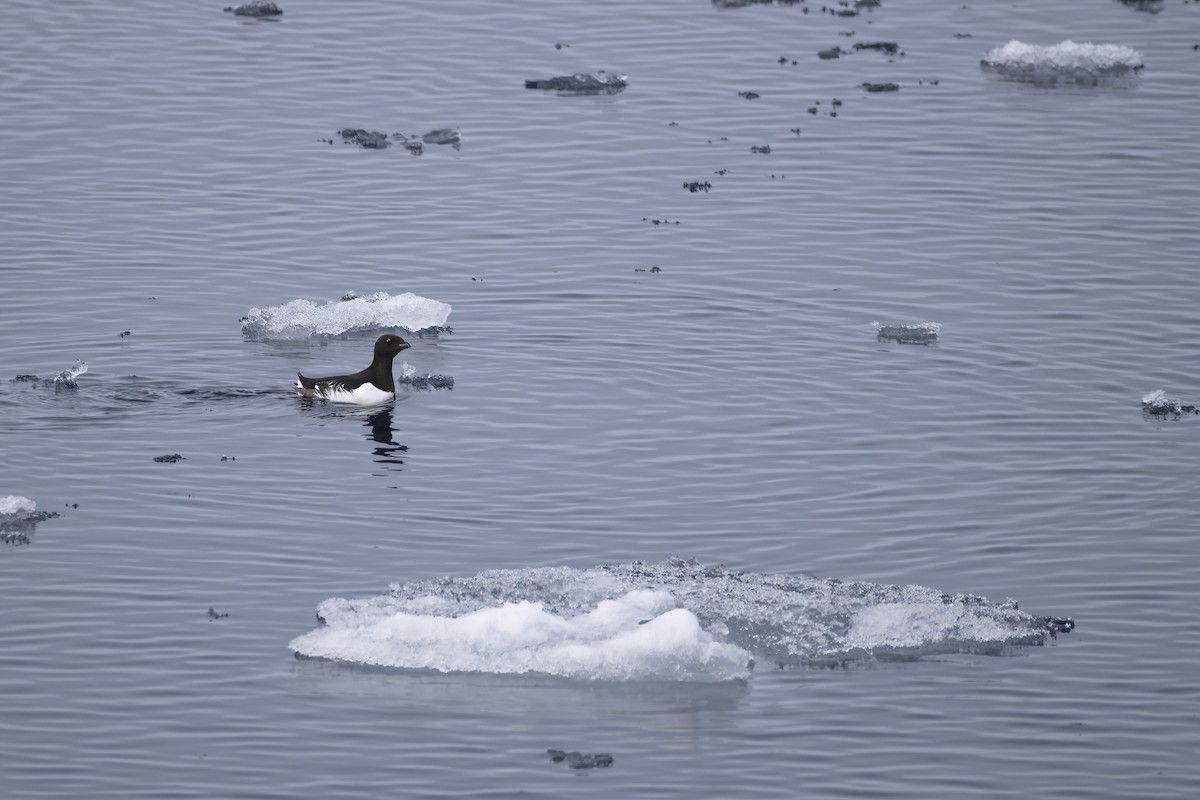 אלקה גמדית - ML646252466