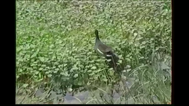 Американская камышница - ML646252487