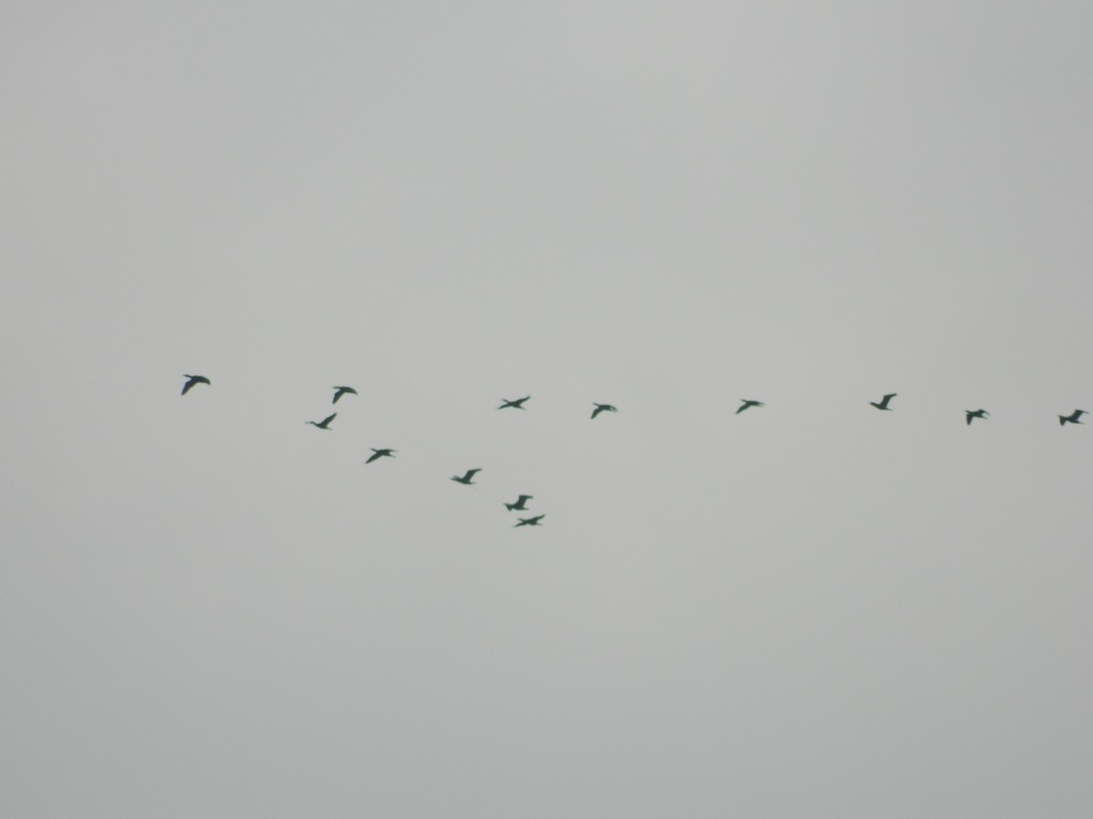 kormorán velký - ML646252490