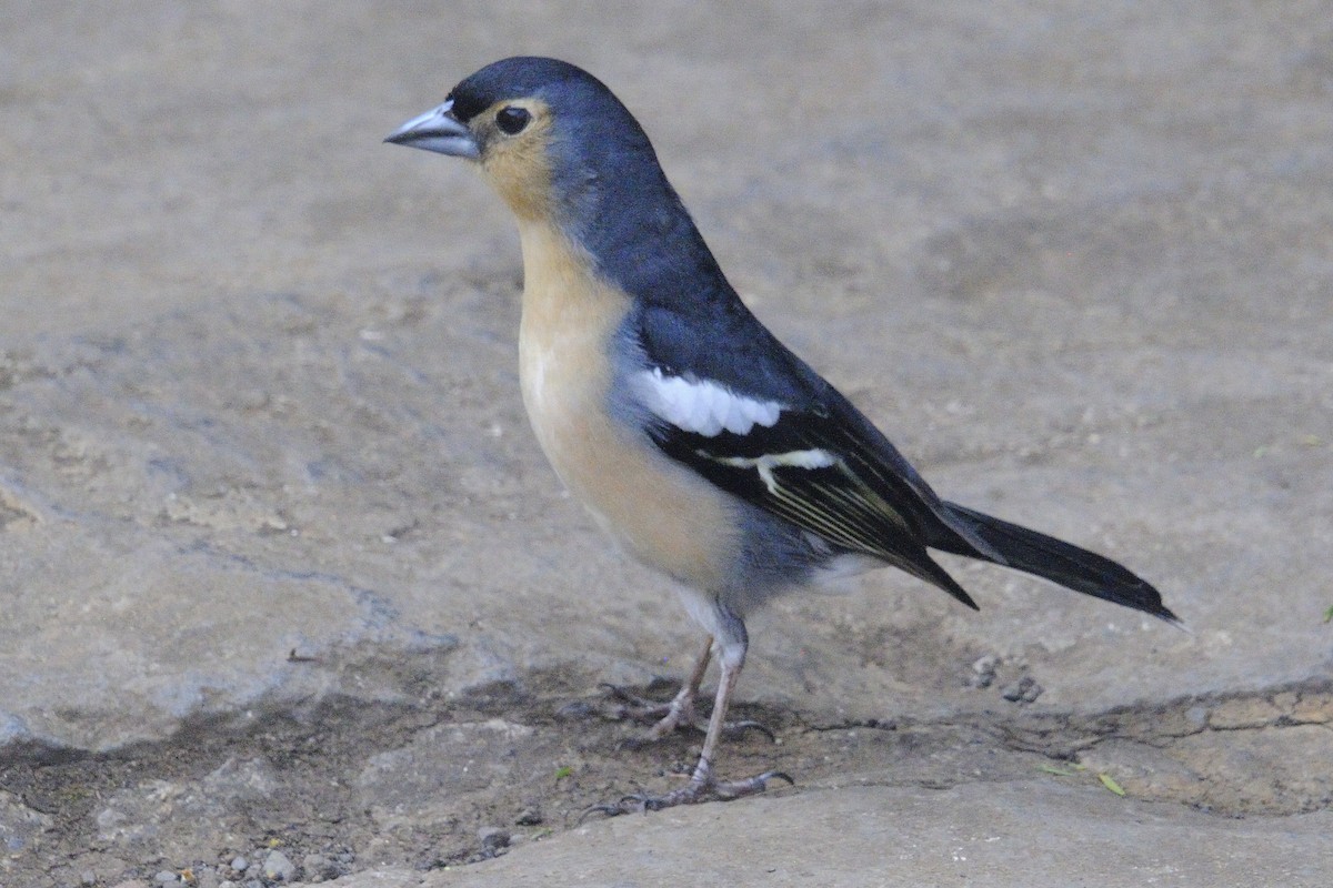 Canary Islands Chaffinch - ML646252498