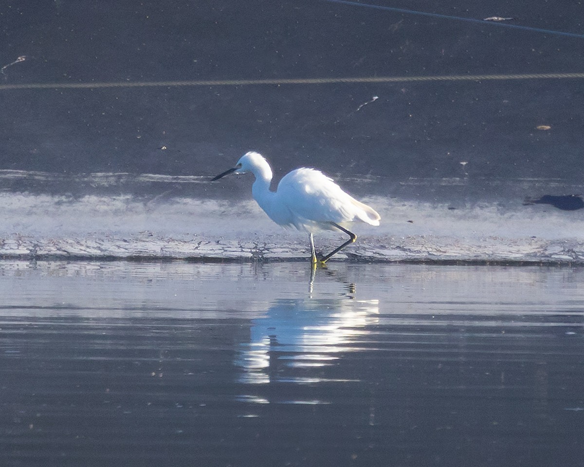 Snowy Egret - ML646252500
