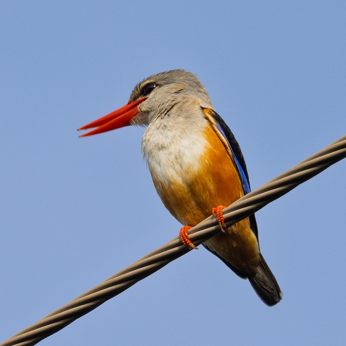 ledňáček šedohlavý - ML646252505