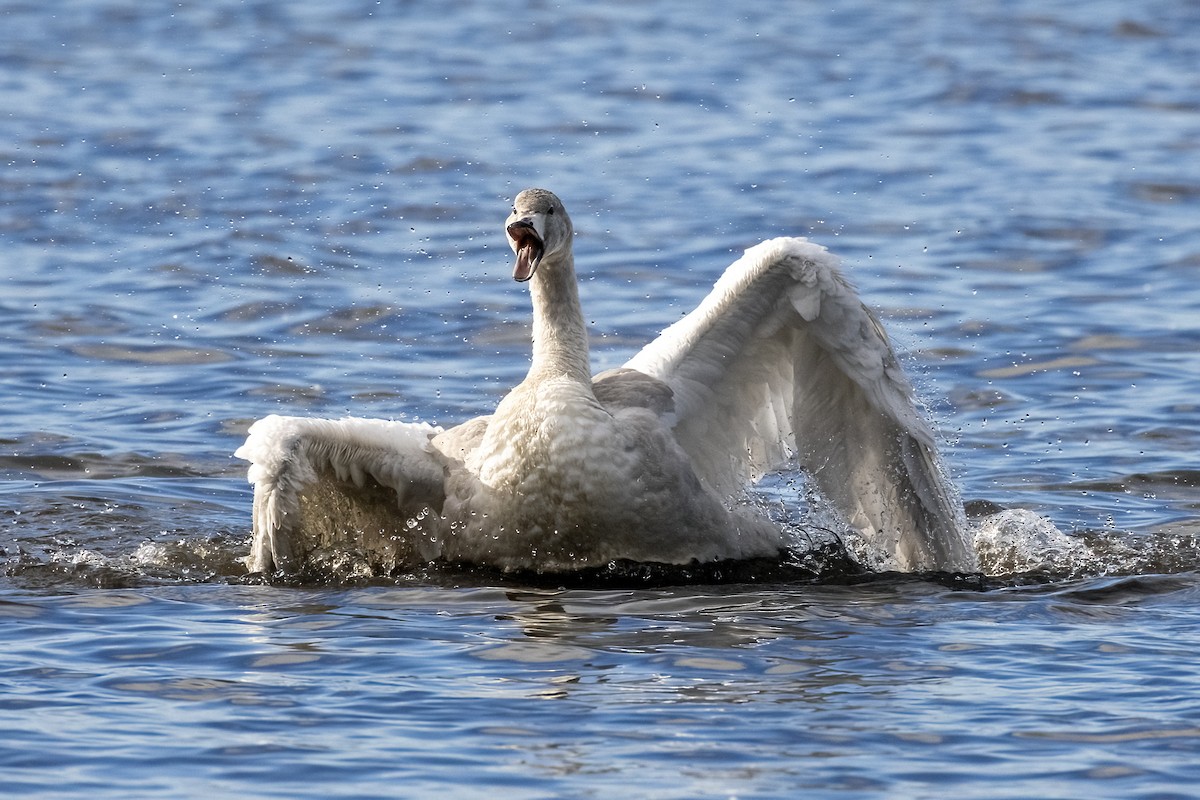 labuť zpěvná - ML646252508