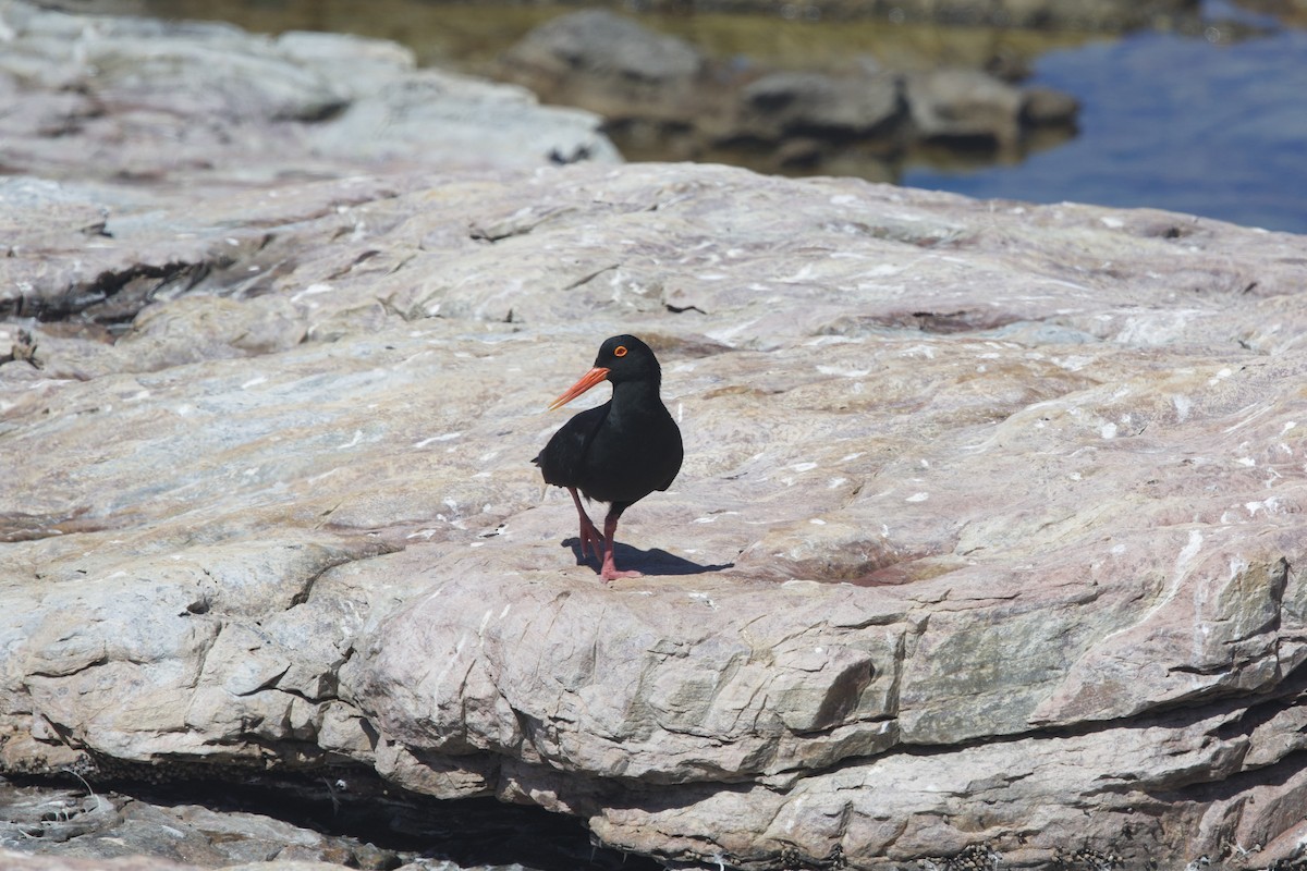 African Oystercatcher - ML646252510