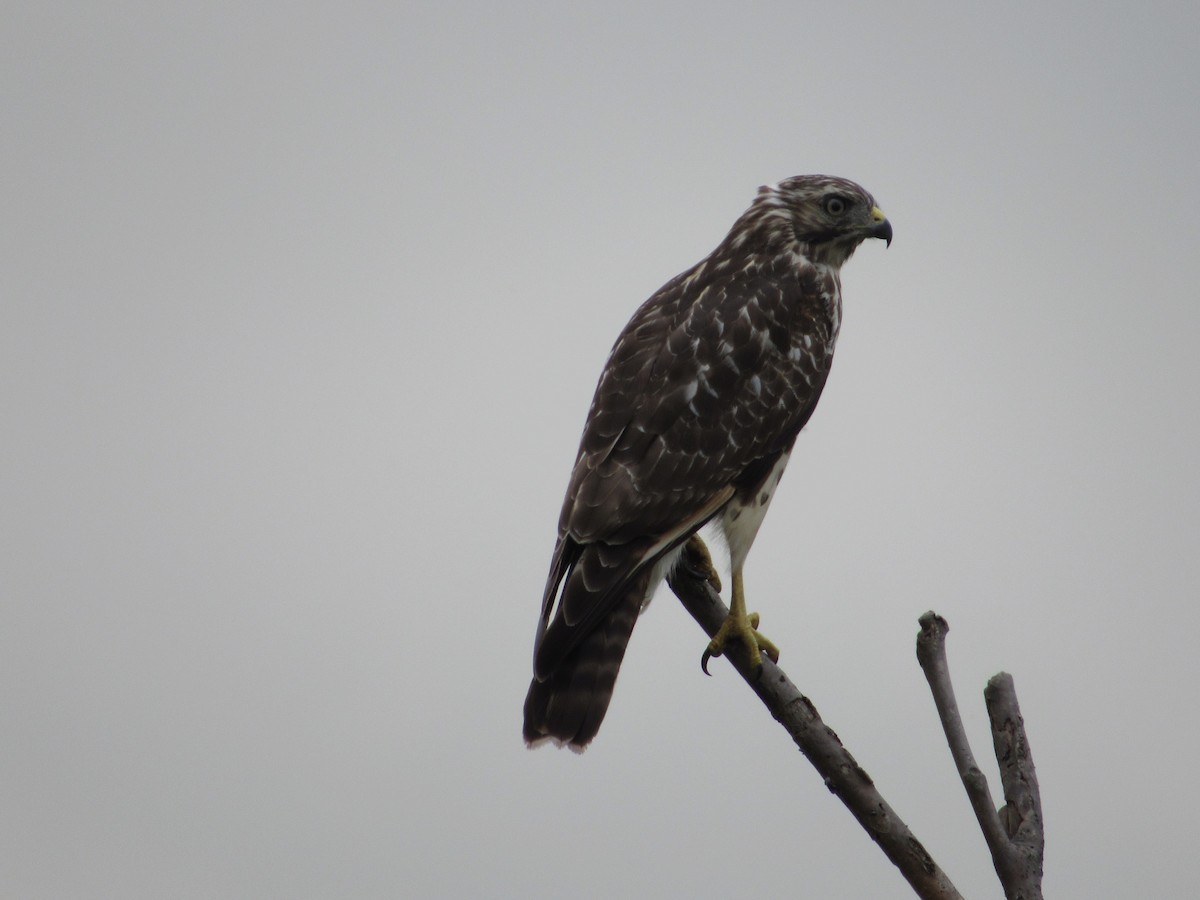 Red-shouldered Hawk - ML646252513