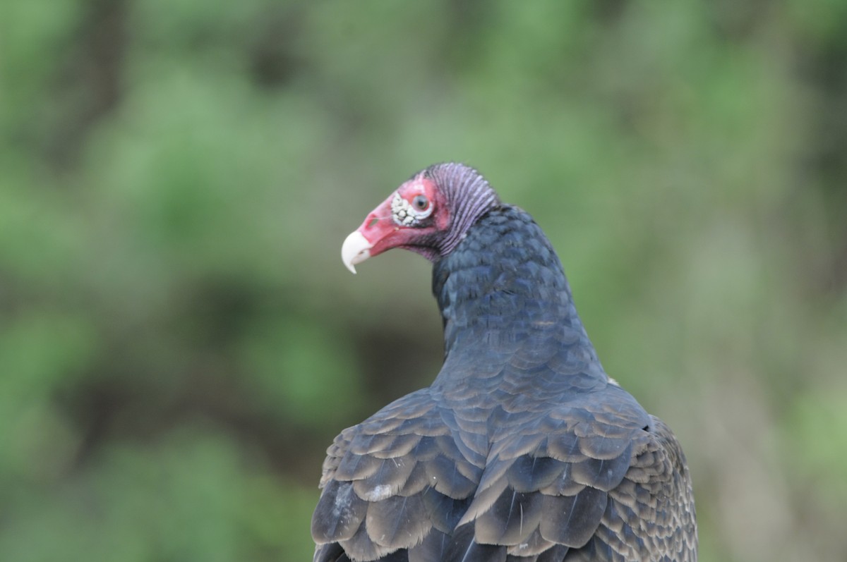 Turkey Vulture - ML646252514