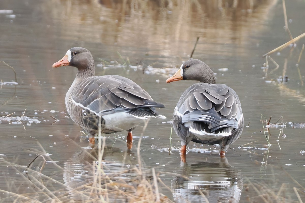 Greater White-fronted Goose - ML646252520