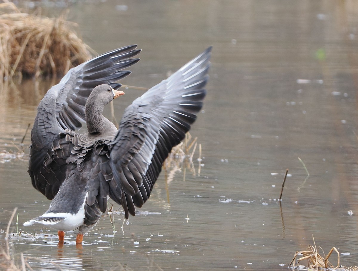Greater White-fronted Goose - ML646252521