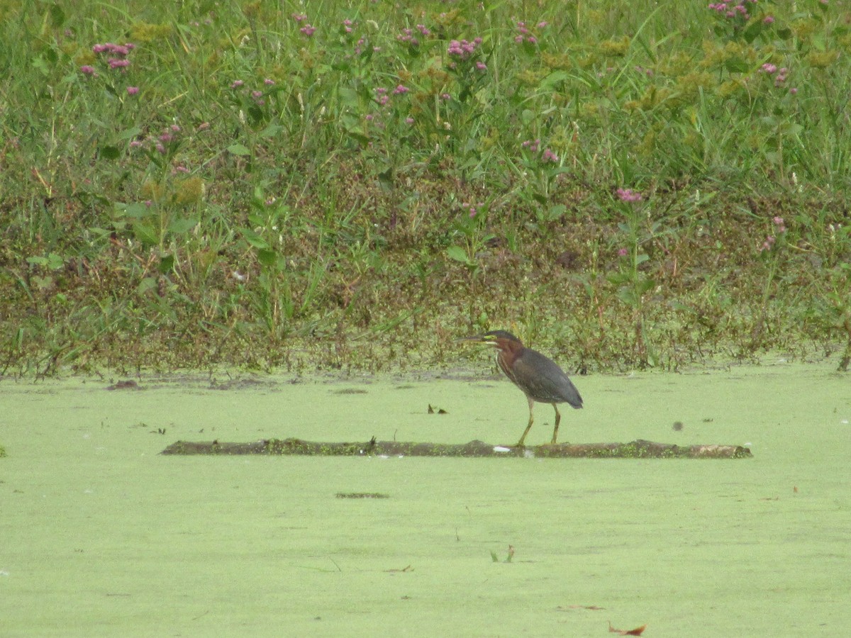 Green Heron - ML646252525