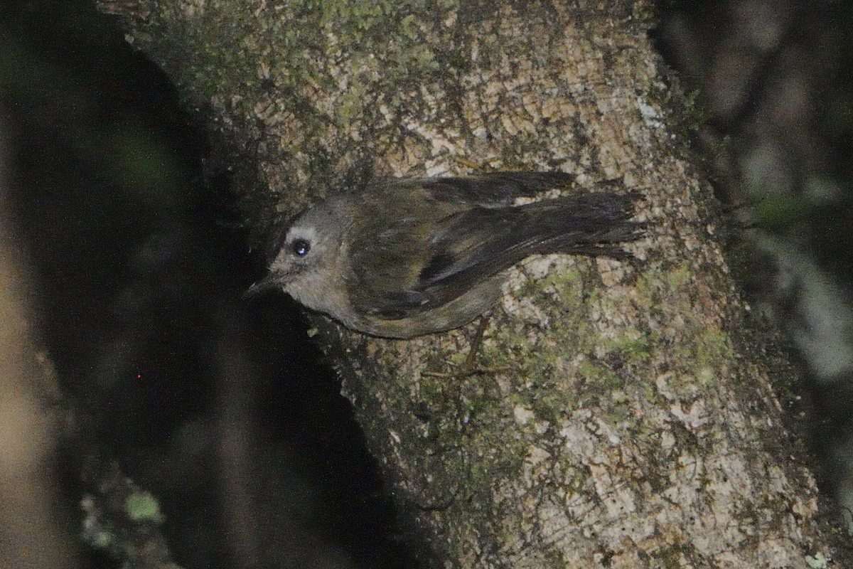 Goldcrest (Tenerife) - ML646252527