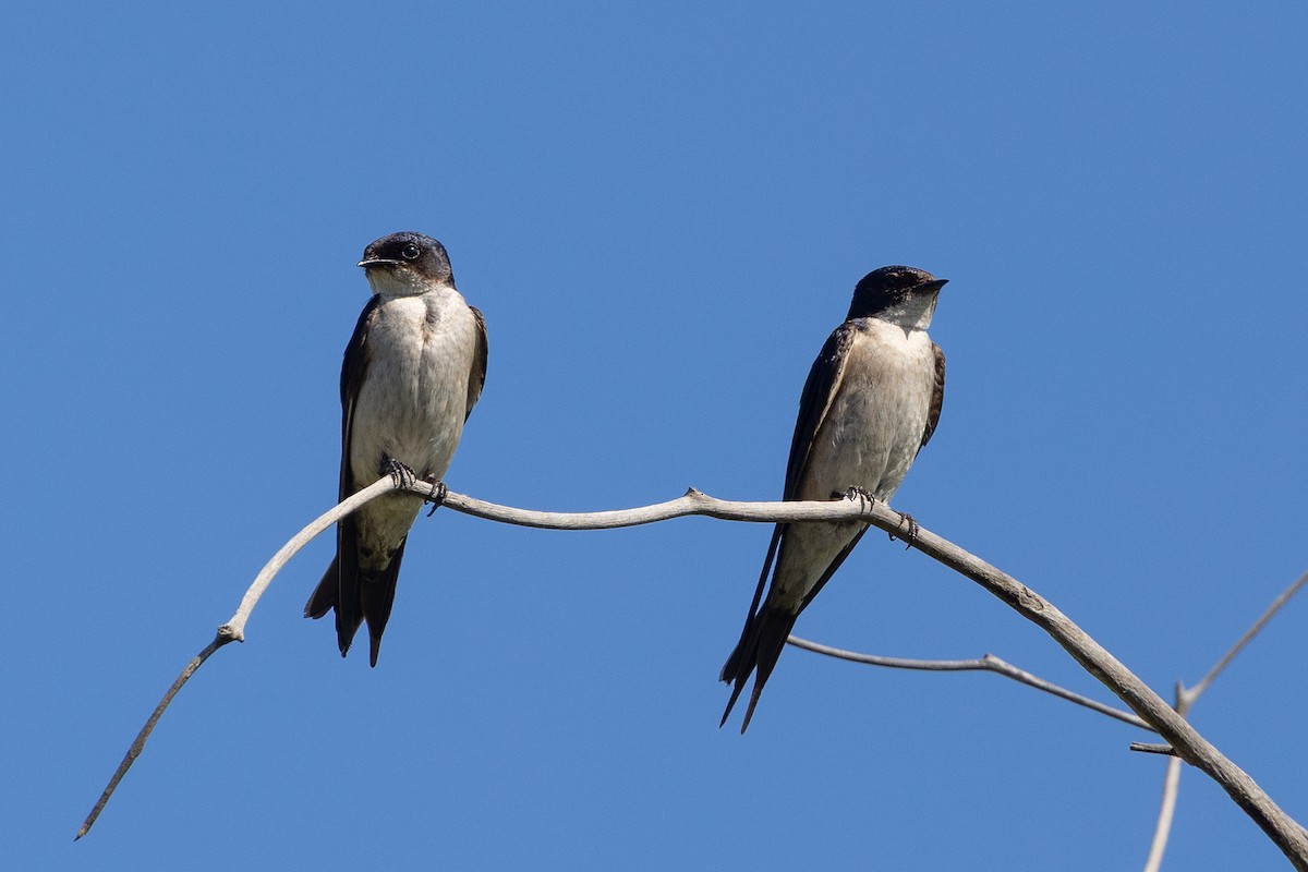 Pearl-breasted Swallow - ML646252533