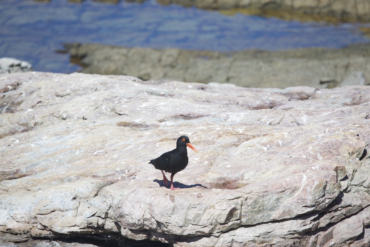 African Oystercatcher - ML646252542
