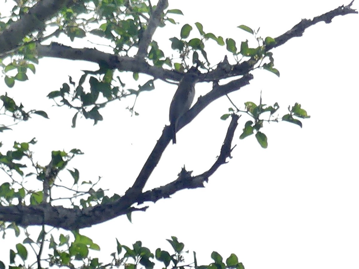 Bıyıklı Büyük Balkılavuzu [minor grubu] - ML646252543