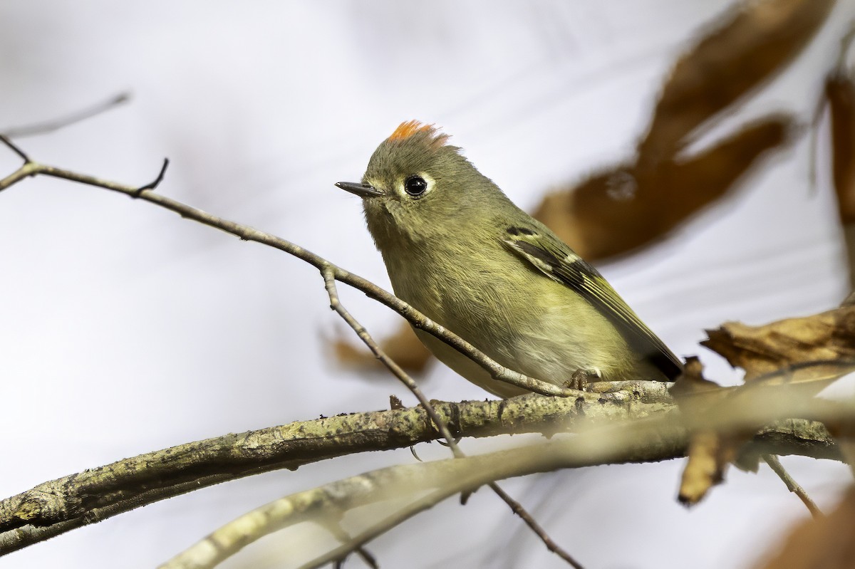 králíček americký - ML646252550