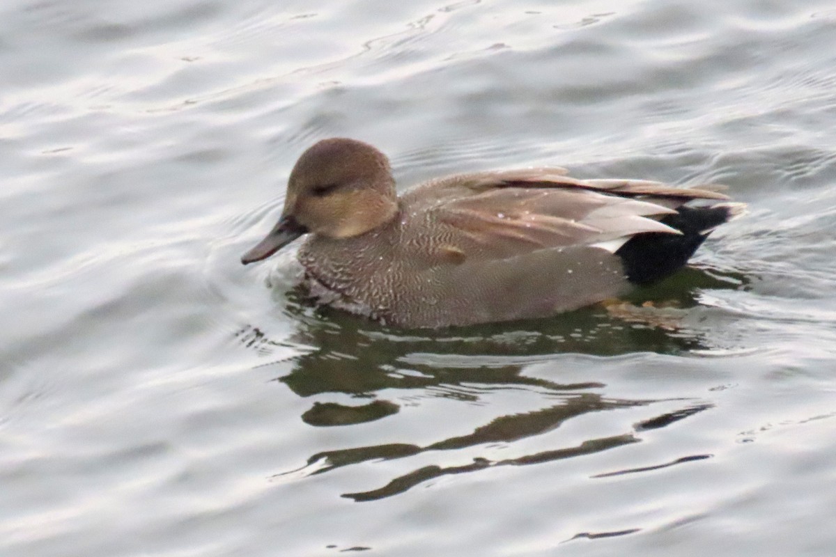 Gadwall - ML646252551