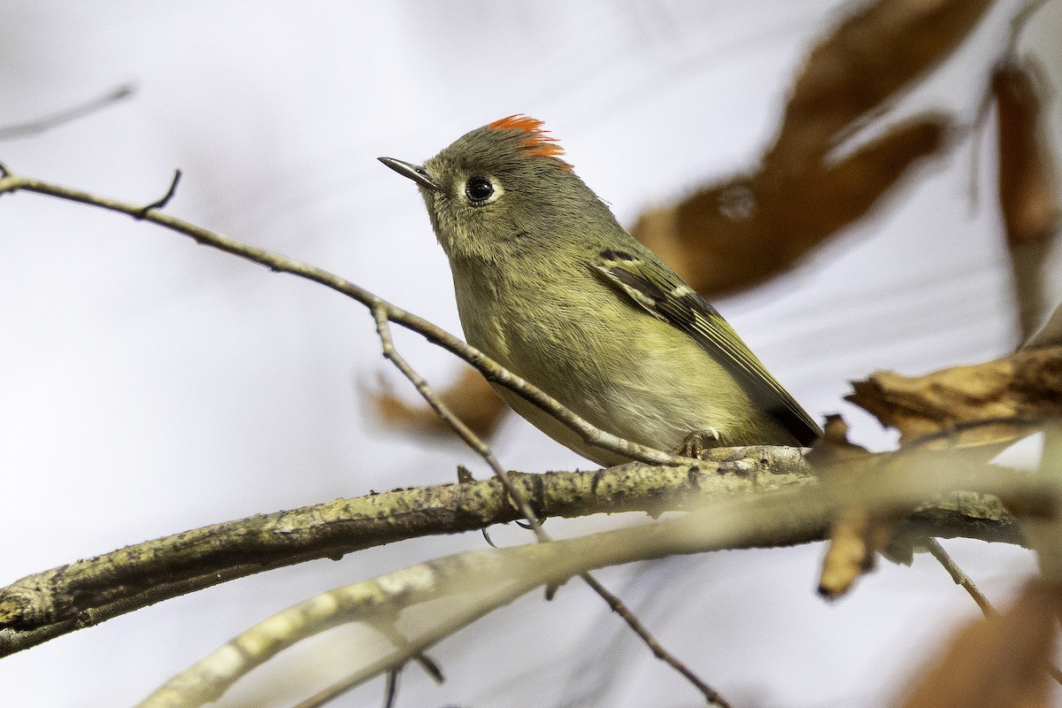 králíček americký - ML646252552