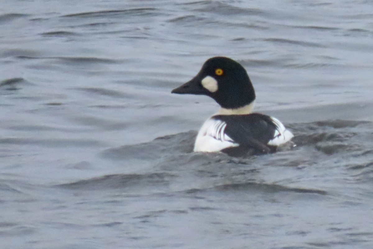 Common Goldeneye - ML646252553