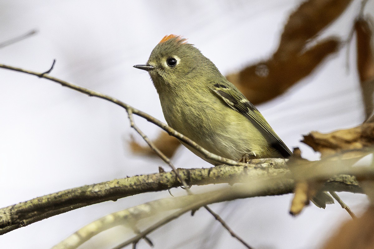 králíček americký - ML646252554