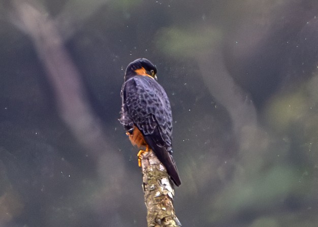 Bat Falcon - ML646252555