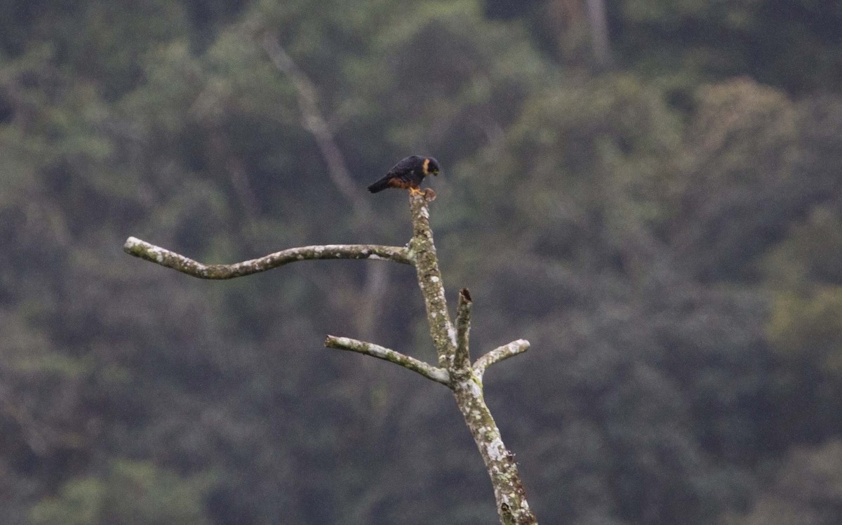 Bat Falcon - ML646252556