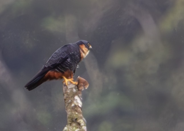 Bat Falcon - ML646252557