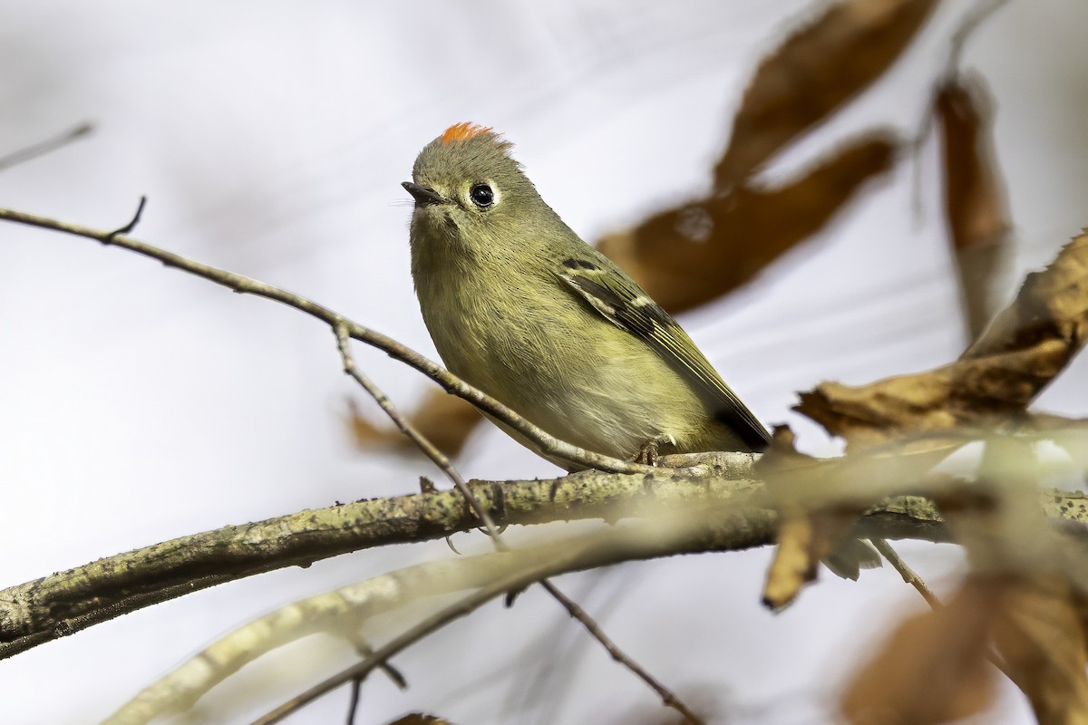 králíček americký - ML646252558