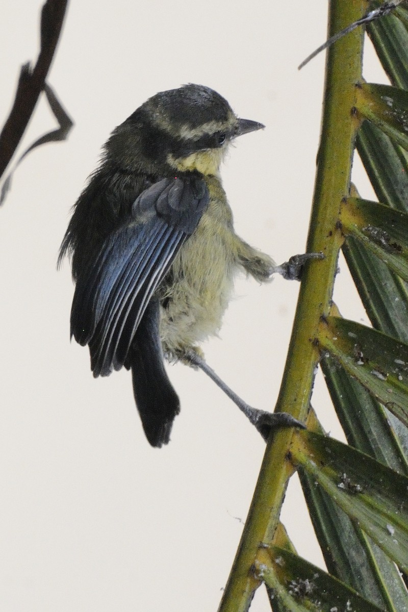 African Blue Tit - ML646252559