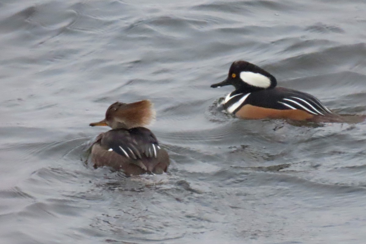 Hooded Merganser - ML646252560