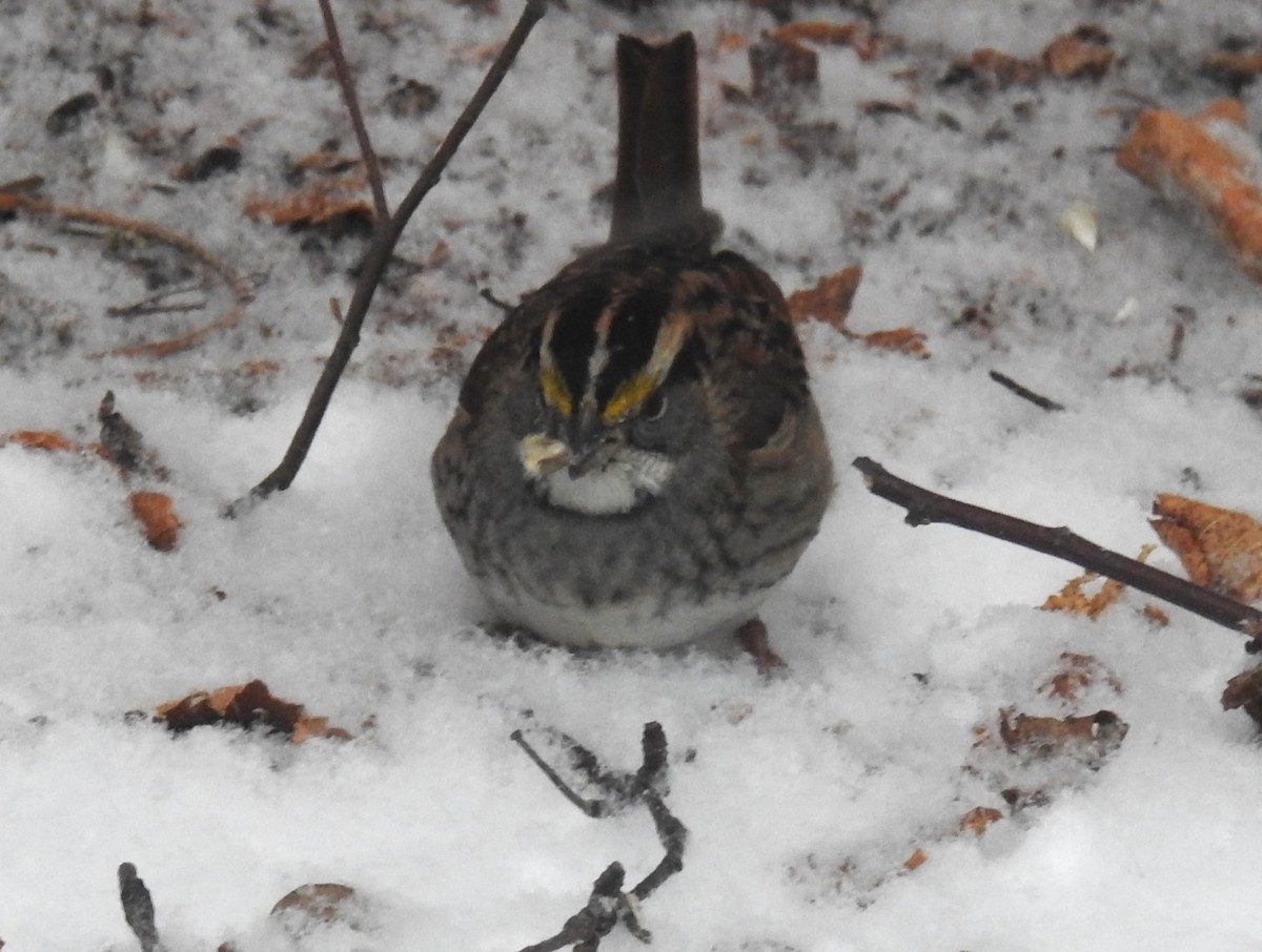 White-throated Sparrow - ML646252561