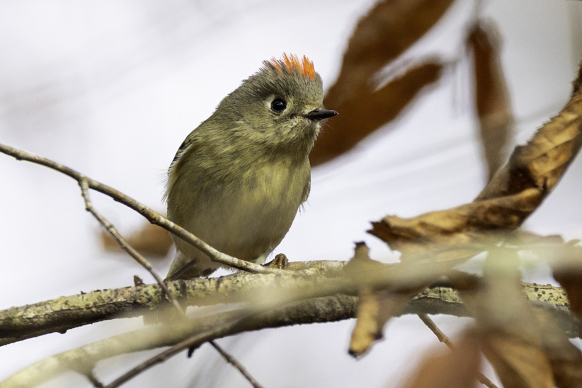 králíček americký - ML646252562