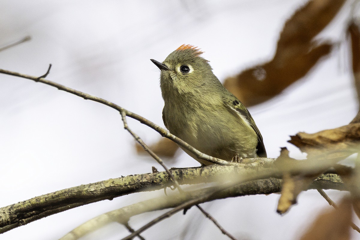 králíček americký - ML646252563