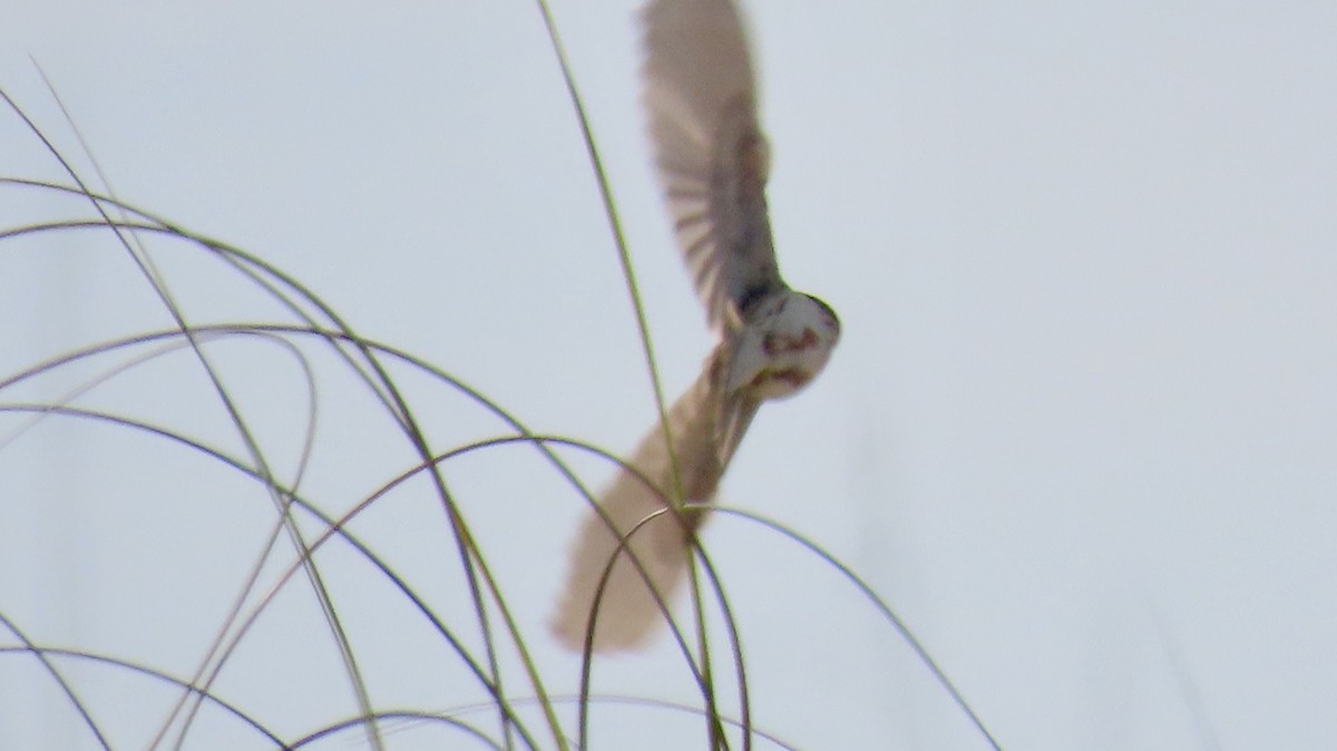 American Barn Owl - ML646252564