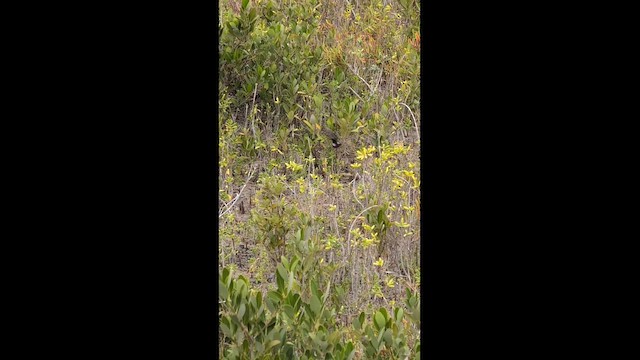 lesňáček tajgový - ML646252571