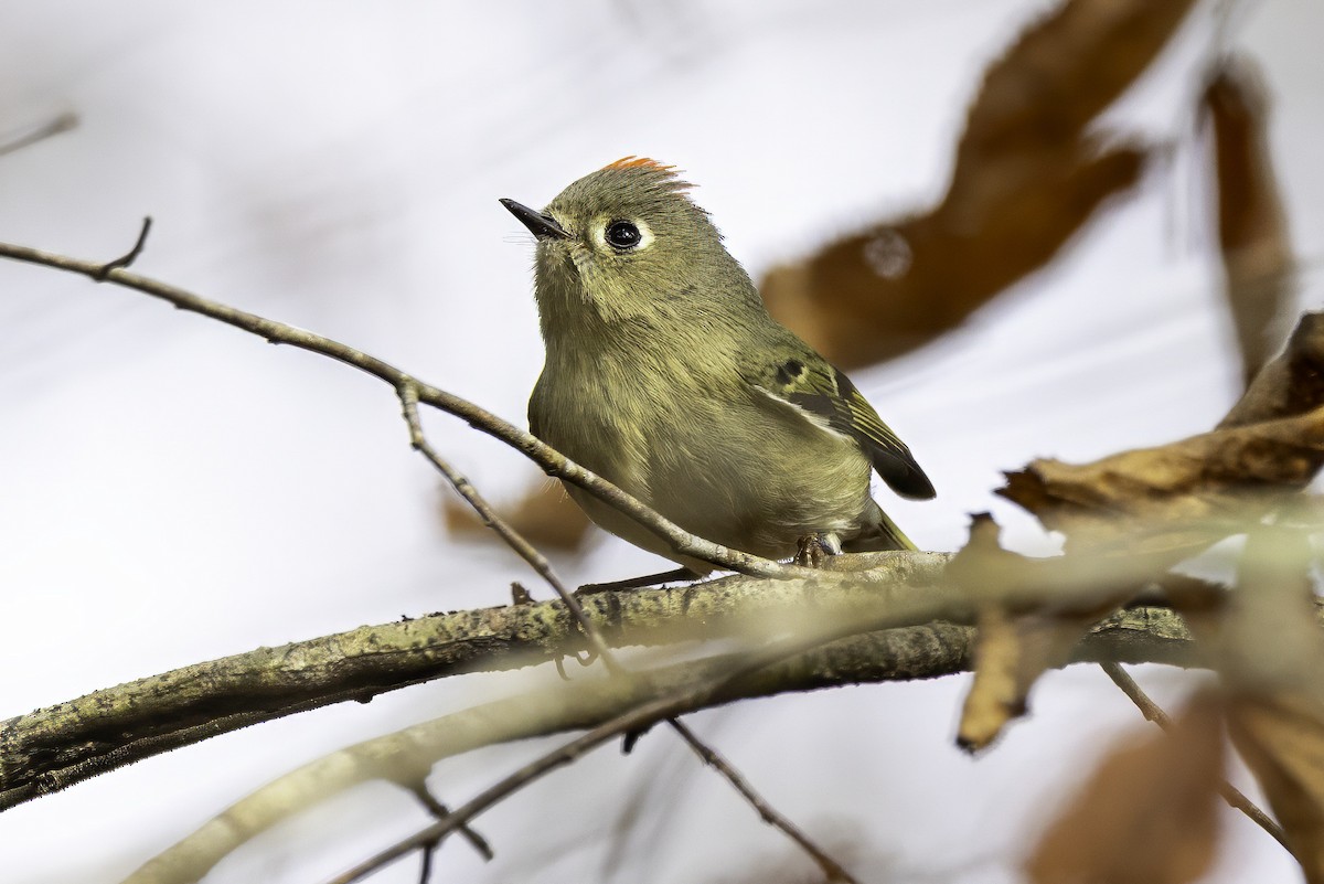 králíček americký - ML646252574