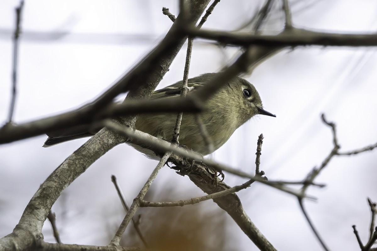 králíček americký - ML646252579