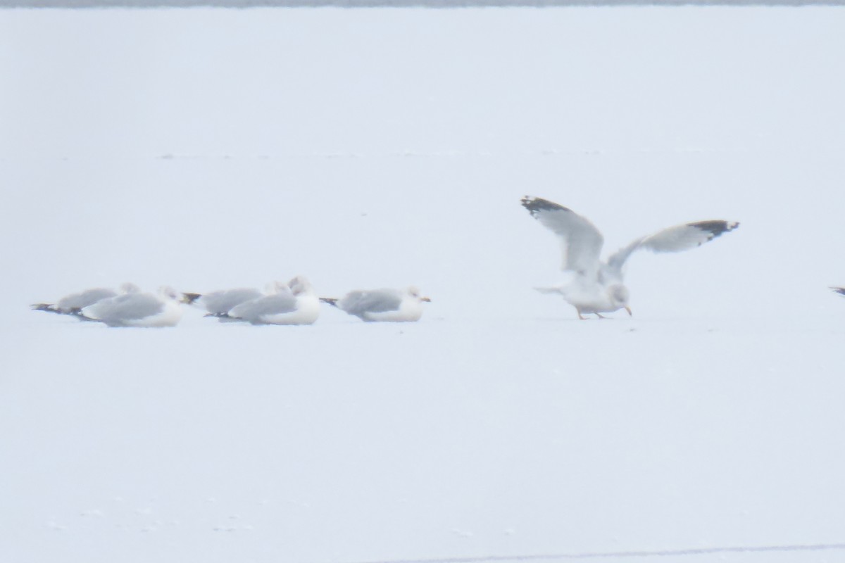 Ring-billed Gull - ML646252580