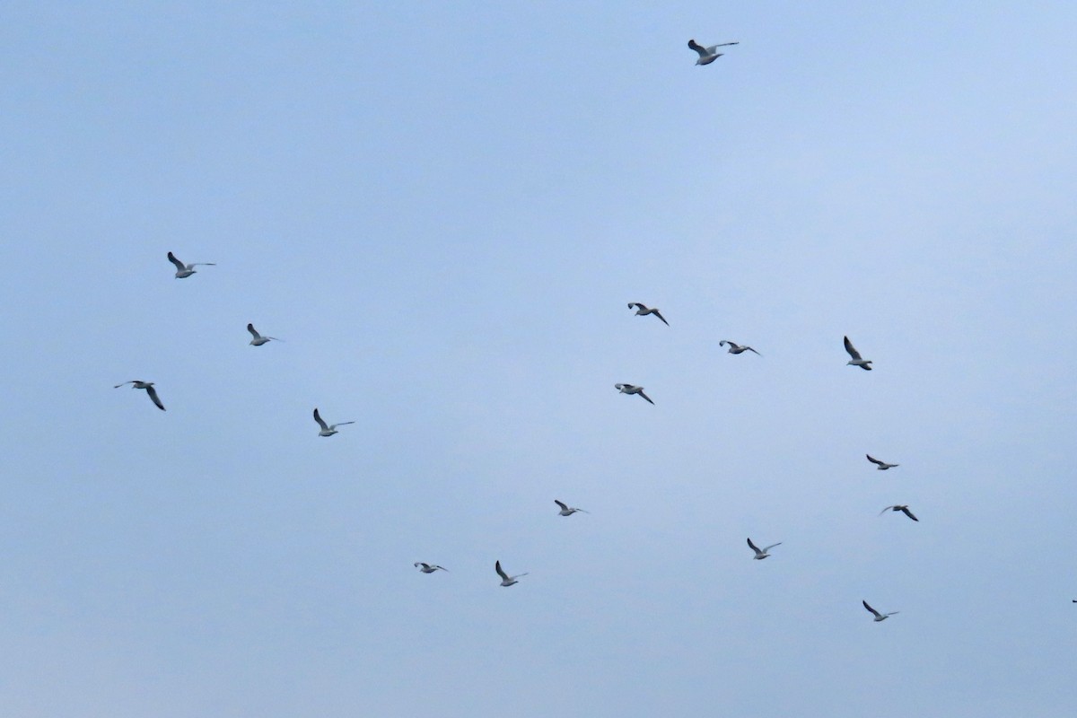 Ring-billed Gull - ML646252581