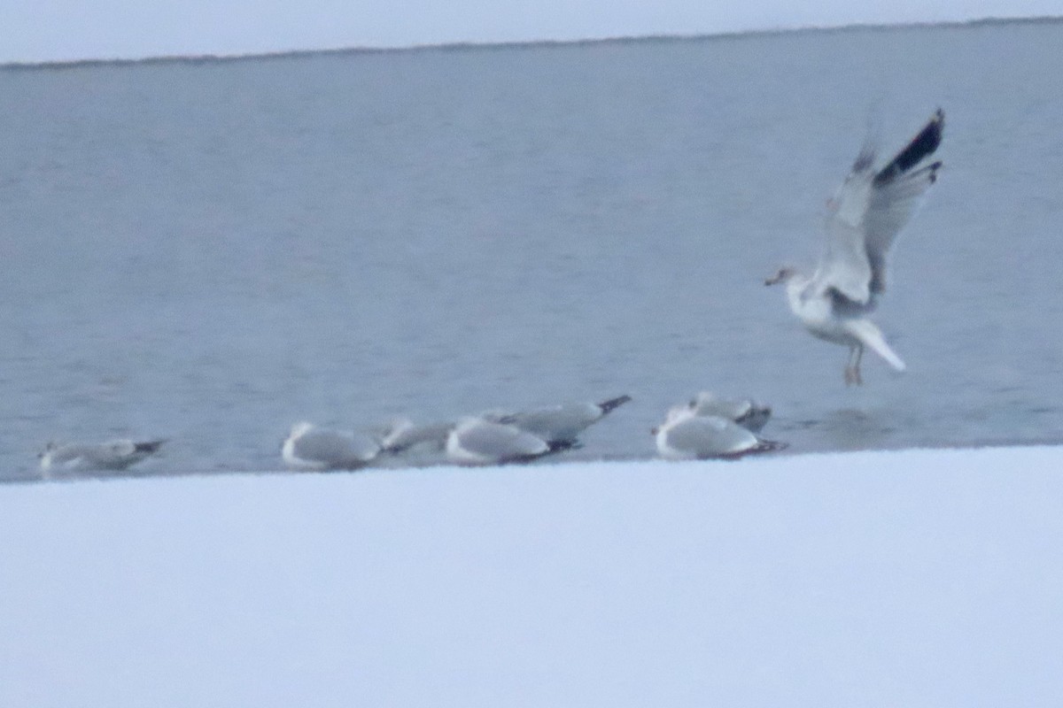Ring-billed Gull - ML646252582