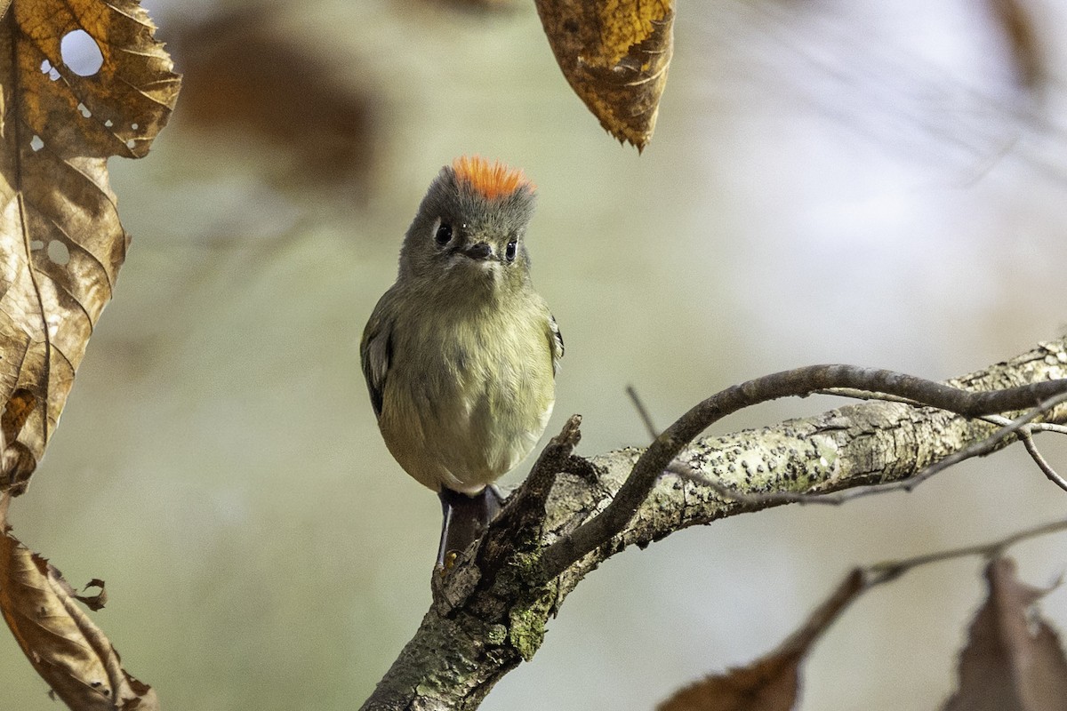 králíček americký - ML646252583