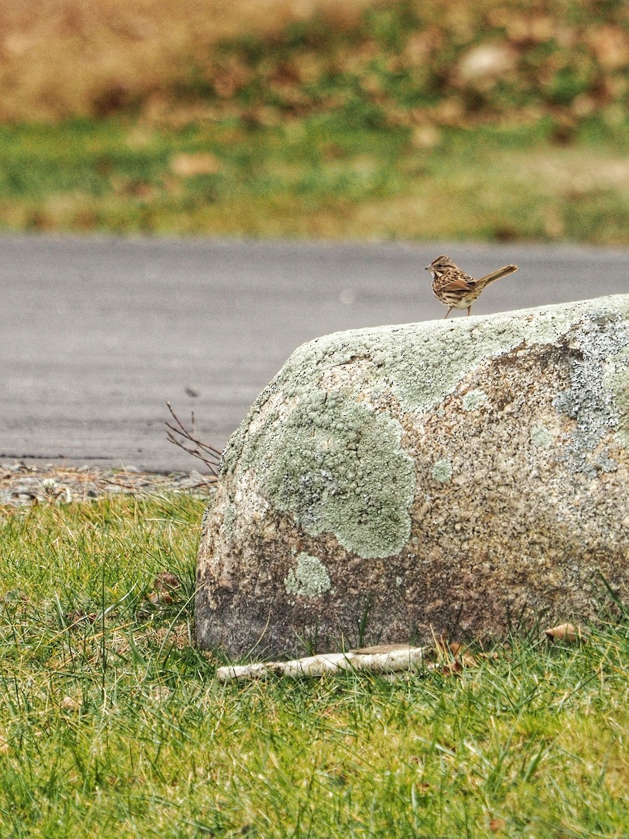 Song Sparrow - ML646252584
