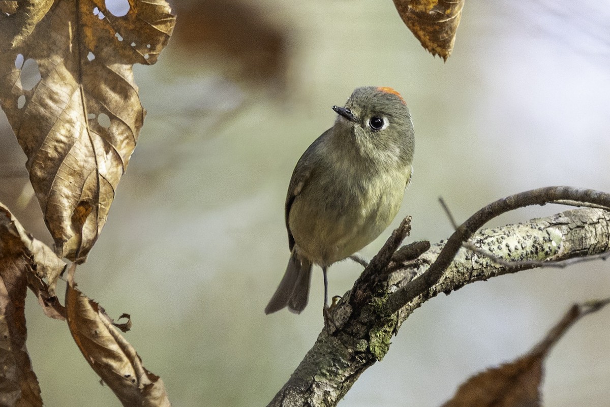 králíček americký - ML646252585