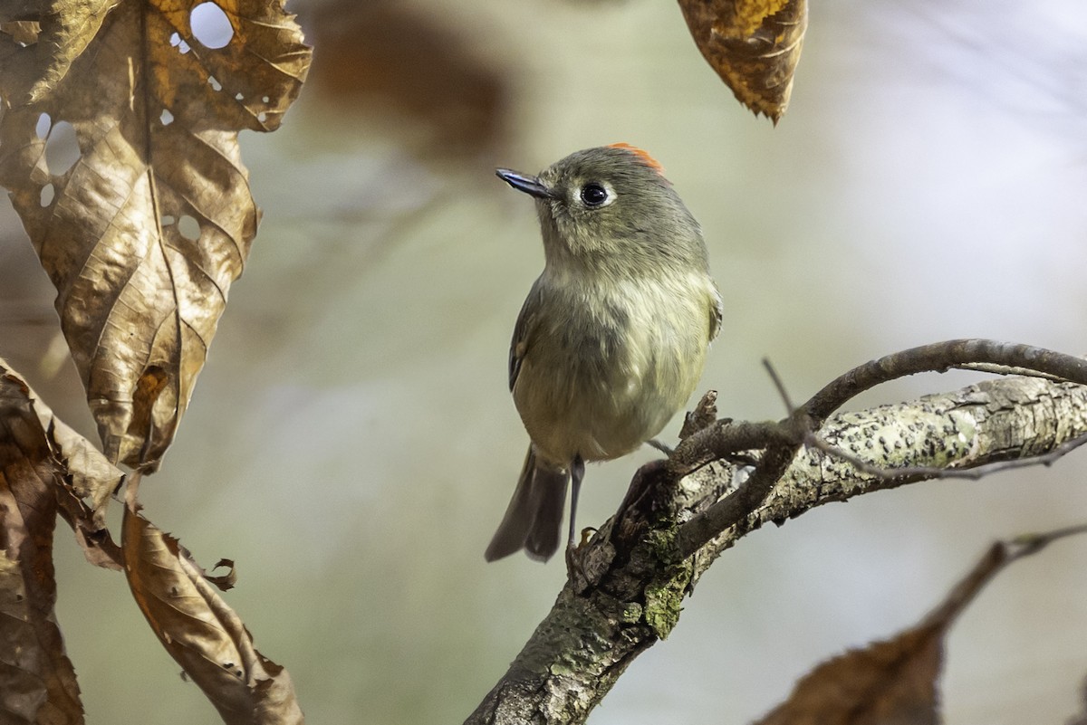 králíček americký - ML646252588