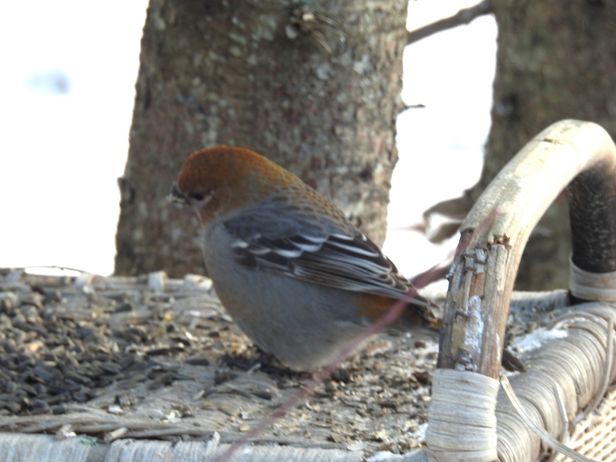 Pine Grosbeak - ML646252591