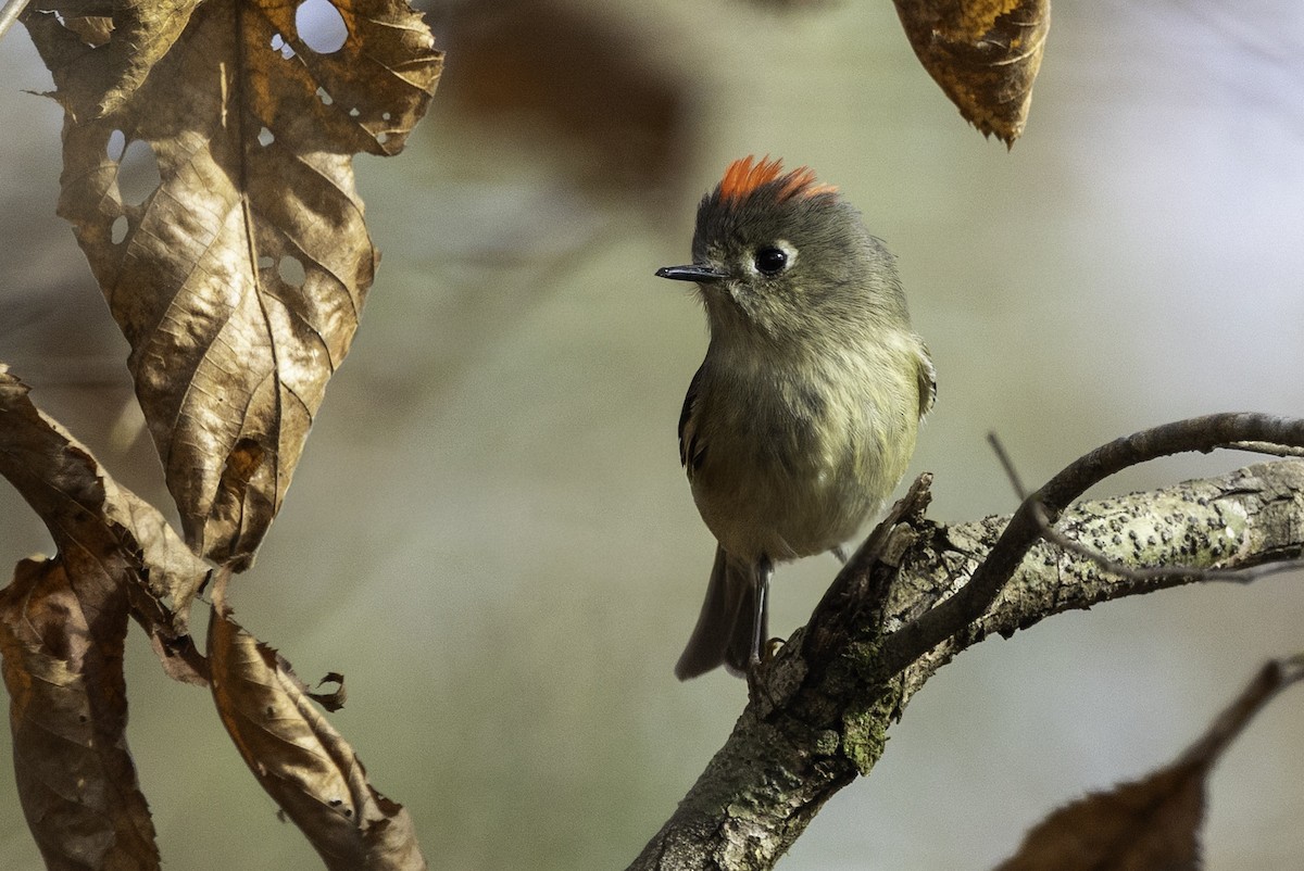 králíček americký - ML646252593