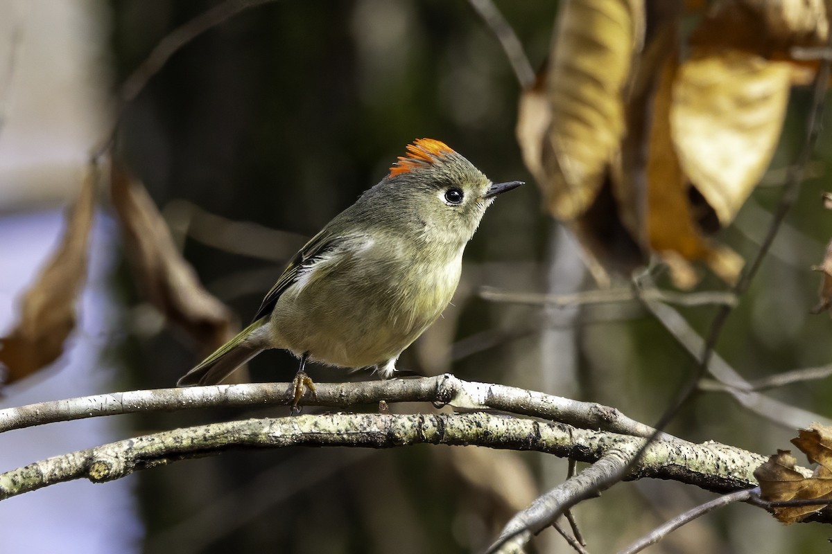 králíček americký - ML646252595