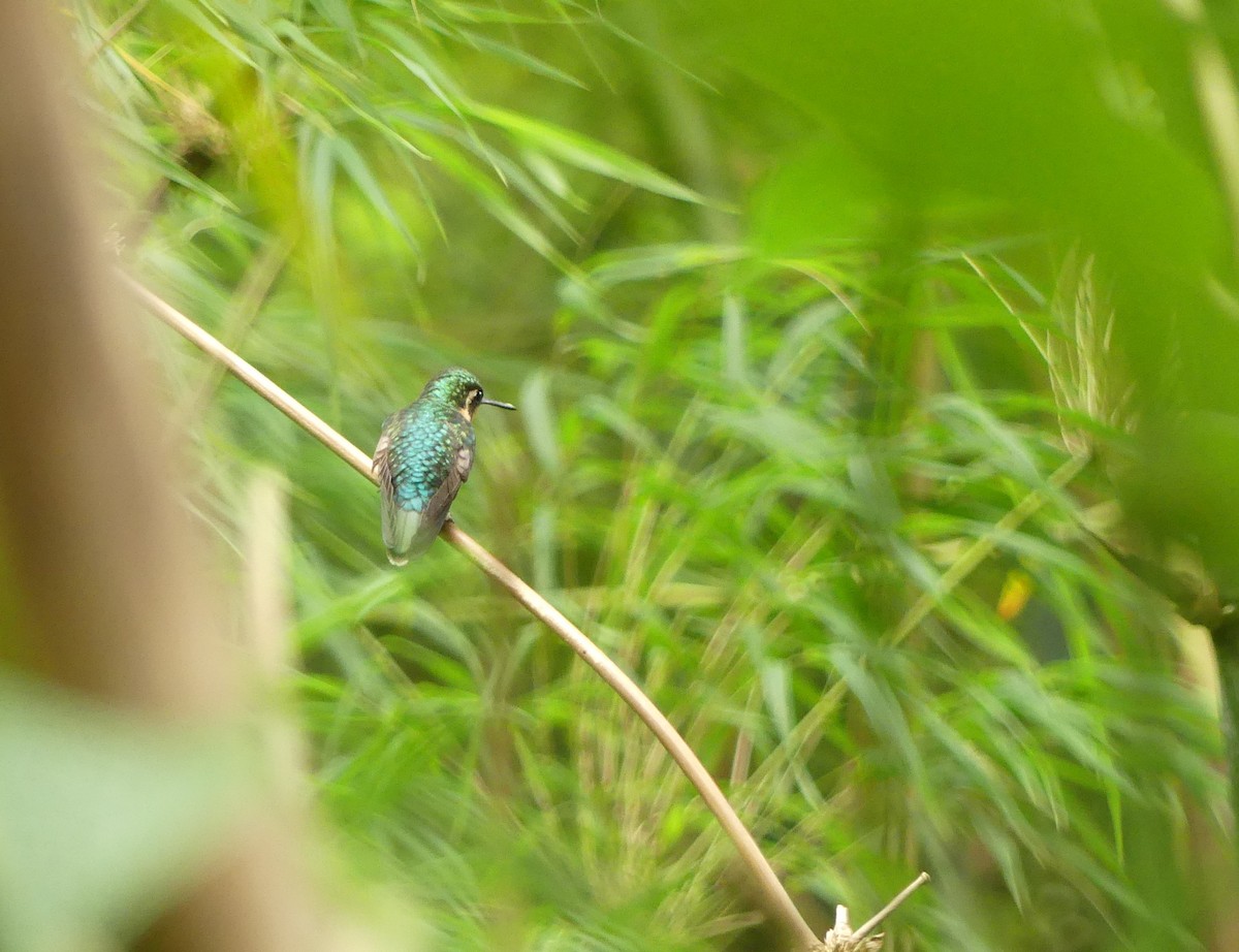 White-throated Mountain-gem - ML646252596