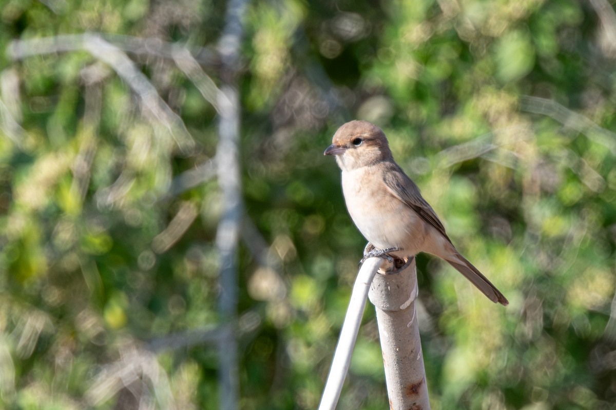 isabellavarsler - ML646252597